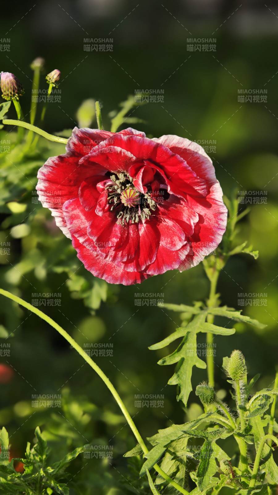 红罂粟花在绿叶中绽放图片