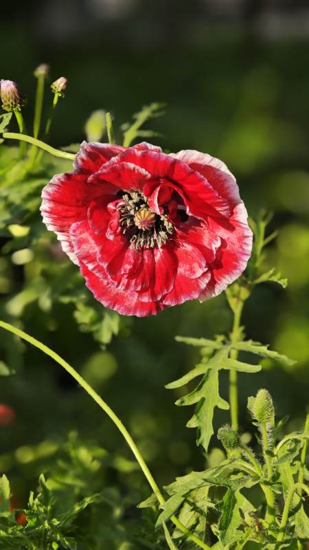 红罂粟花在绿叶中绽放图片