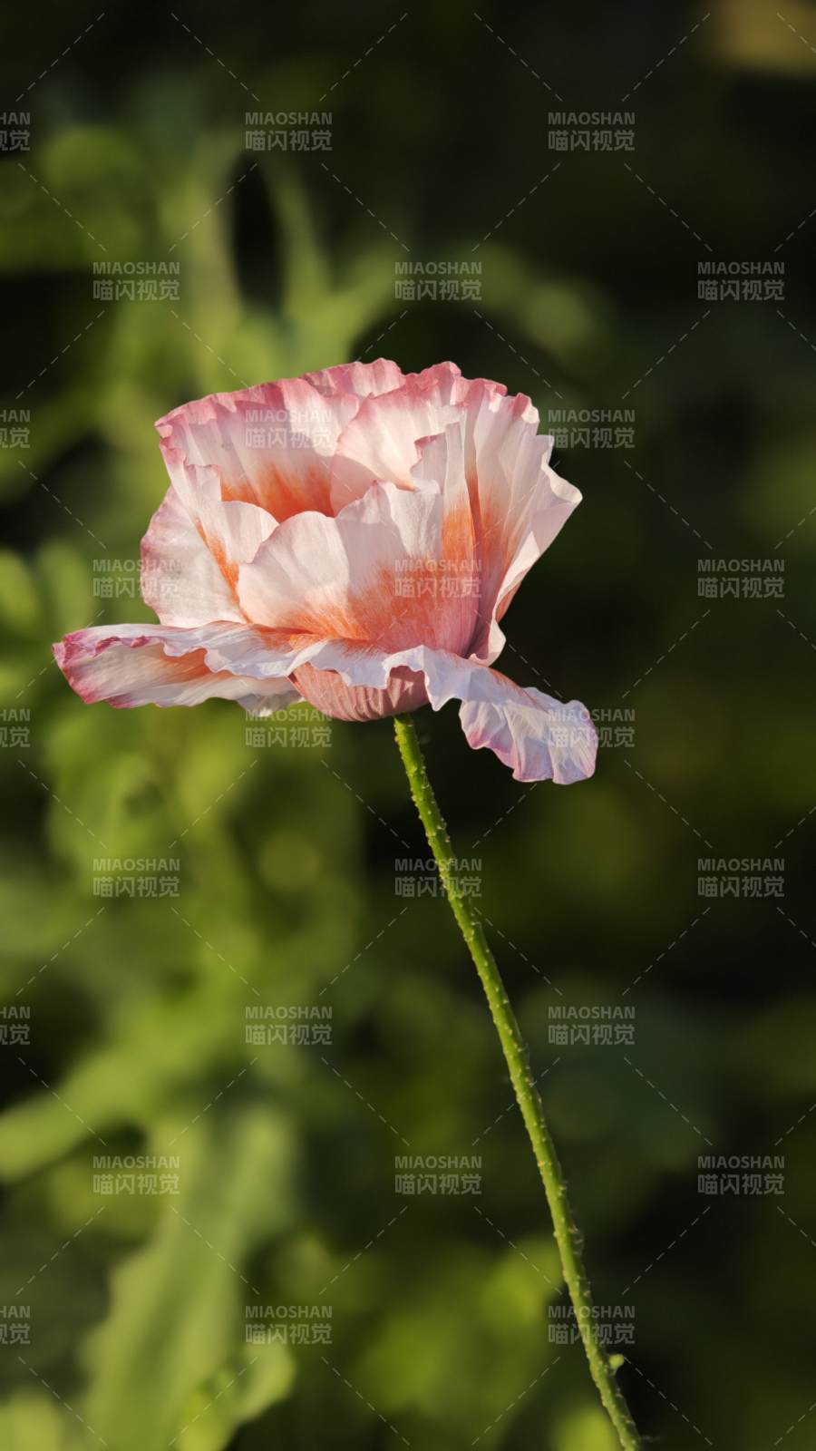 粉白罂粟花 柔光映绿野图片