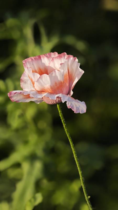 粉白罂粟花 柔光映绿野图片