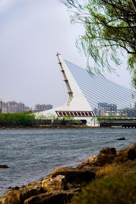 斜拉桥映水 柳枝拂岸石图片