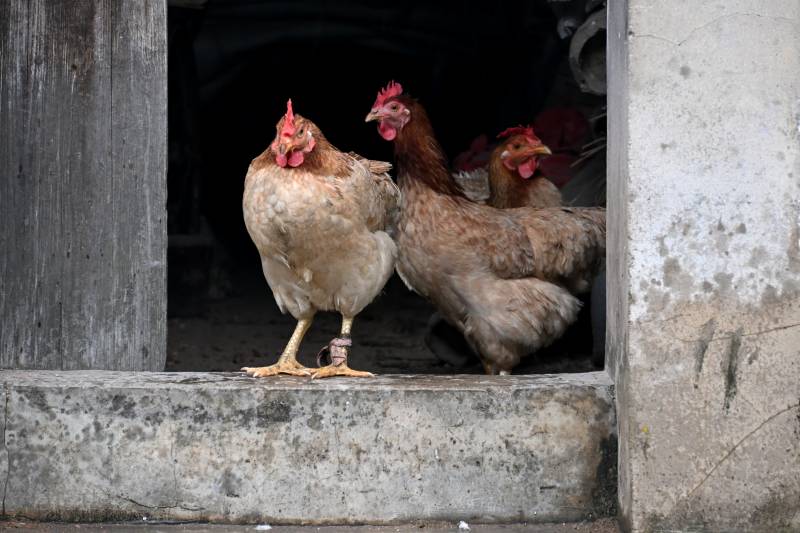 鸡群探头望门外图片