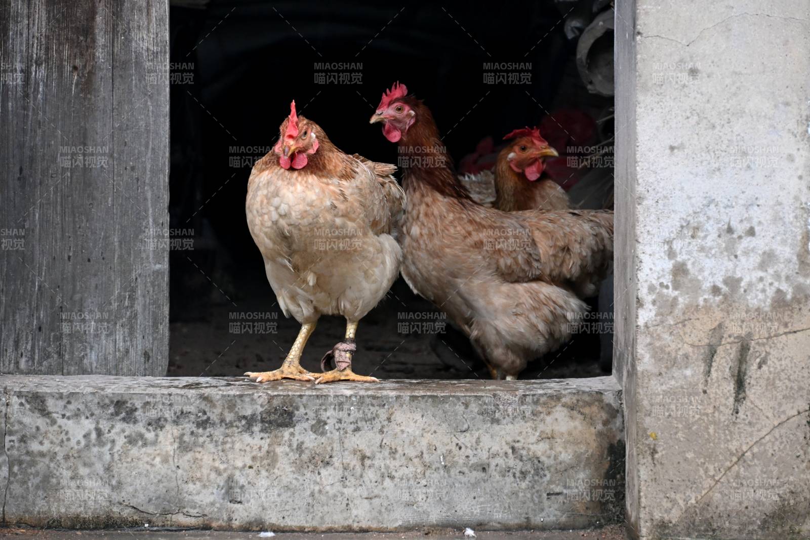 鸡群探头望门外图片