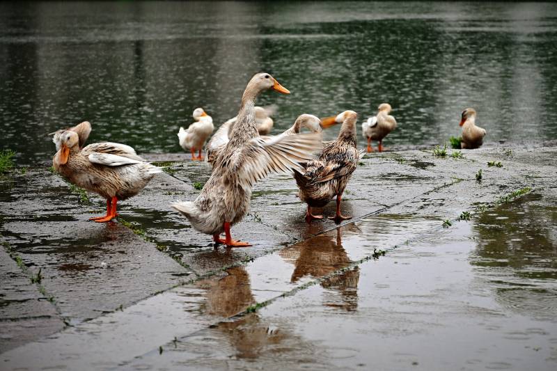 雨中鸭群戏水欢图片