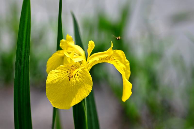 黄鸢尾花绽放 蜂蝶轻舞旁图片