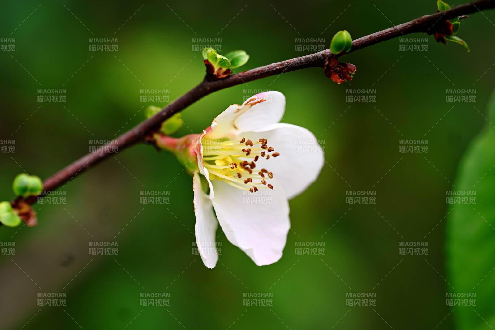 枝头白花初绽 春意盎然图片