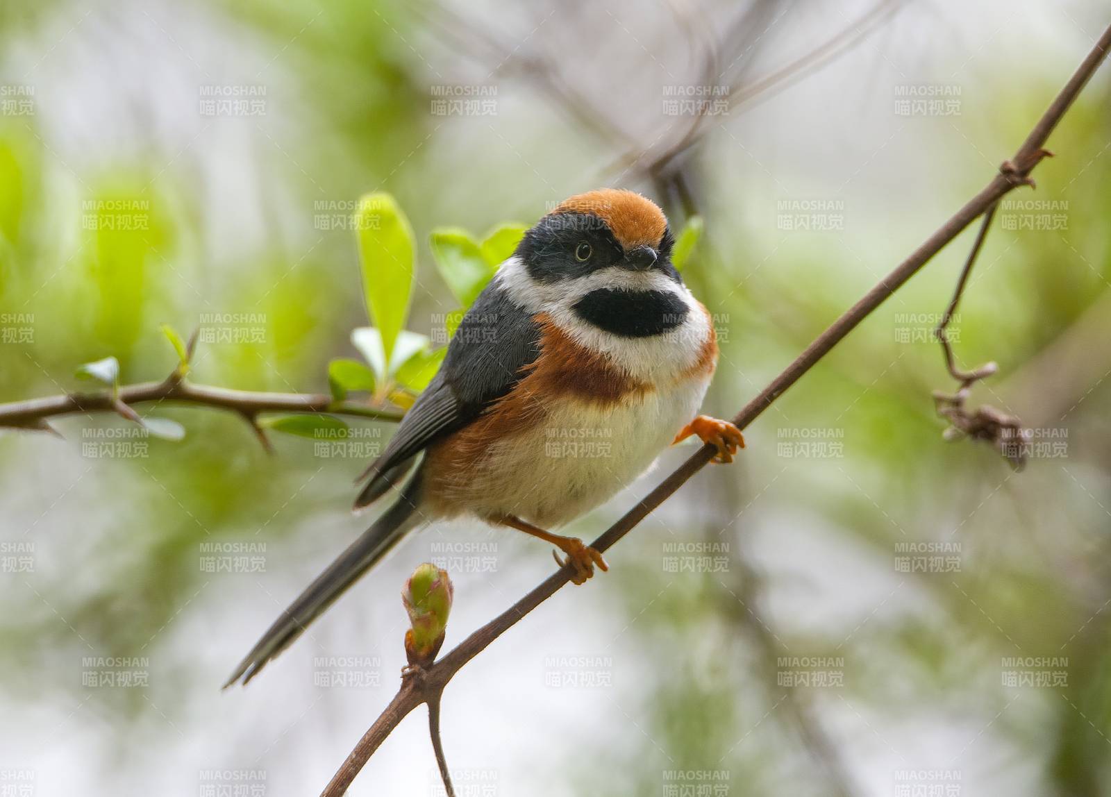 红头山雀栖枝上图片