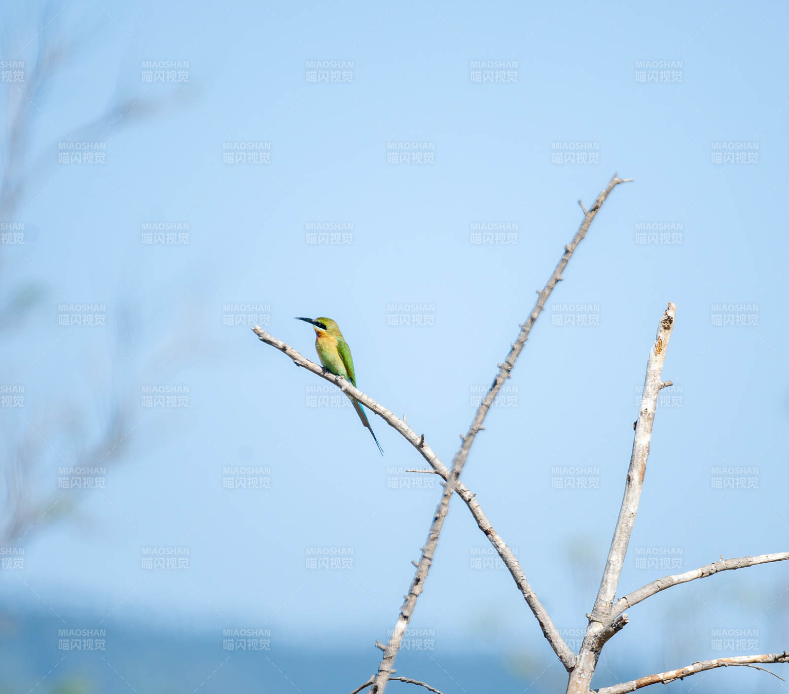 绿鸟栖枯枝 蓝天为背景图片
