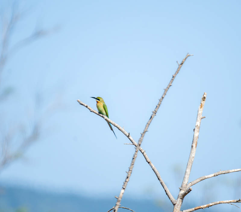 绿鸟栖枯枝 蓝天为背景图片