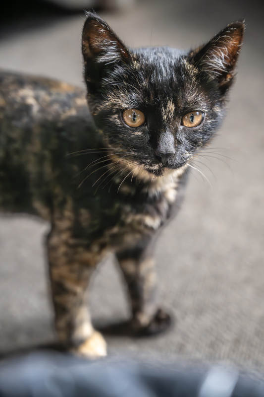 玳瑁猫凝视镜头 眼神灵动图片