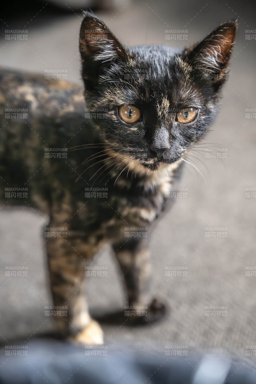 玳瑁猫凝视镜头 眼神灵动图片