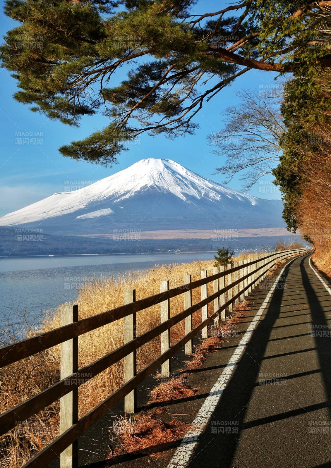 富士山湖畔小径晨光图片