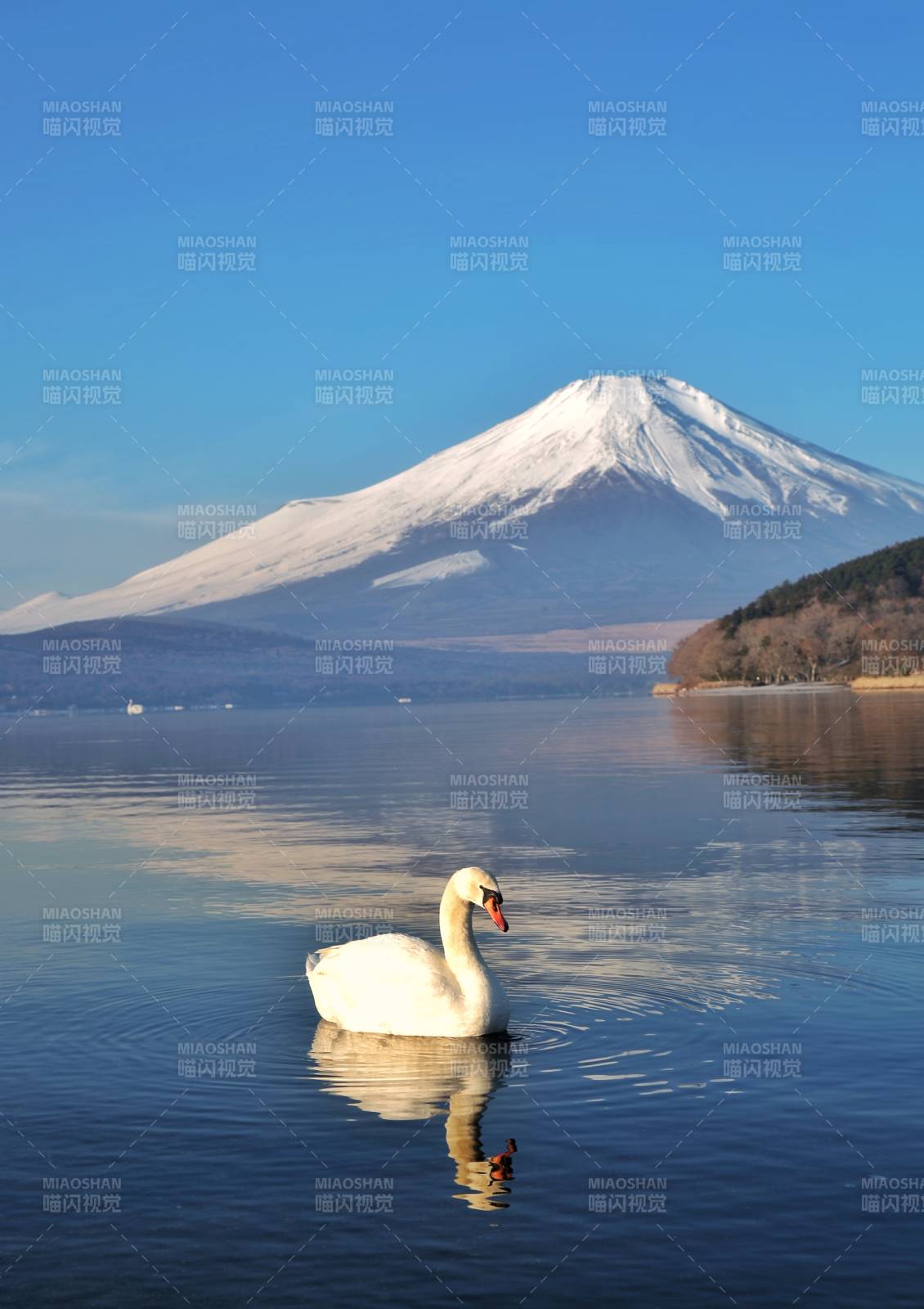 富士山下 天鹅游湖景图片