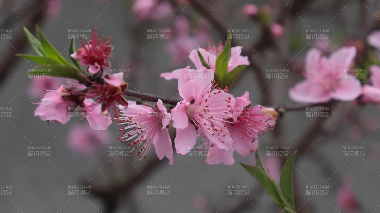 桃花绽放春意浓图片