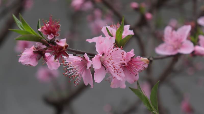 桃花绽放春意浓图片