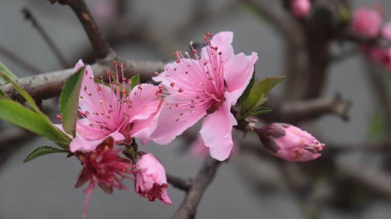 桃花绽放 粉嫩迎春图片