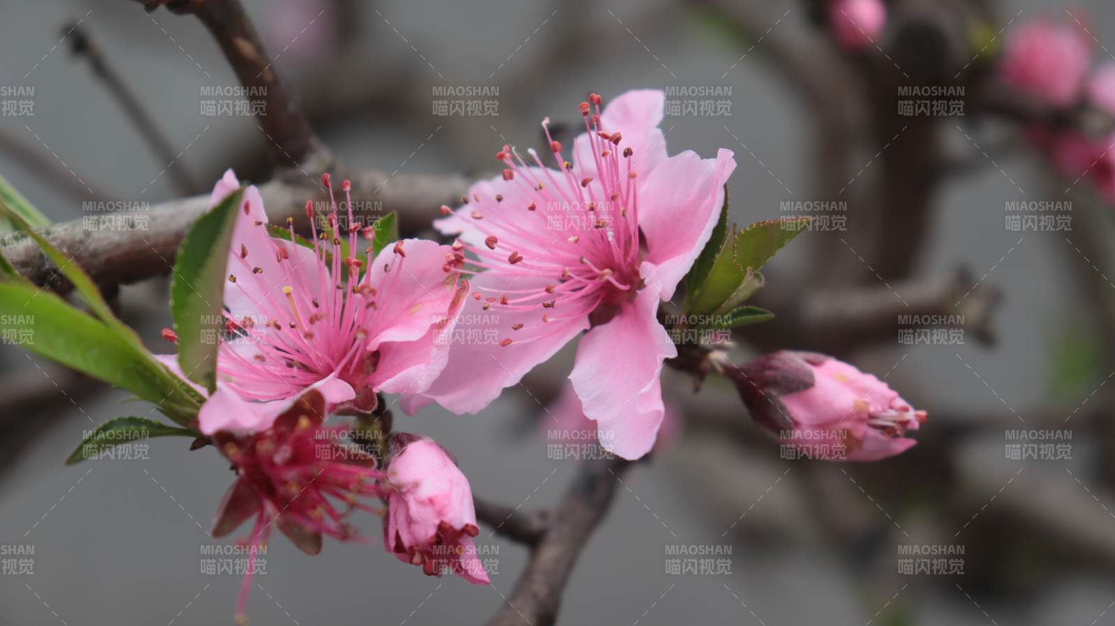 桃花绽放 粉嫩迎春图片