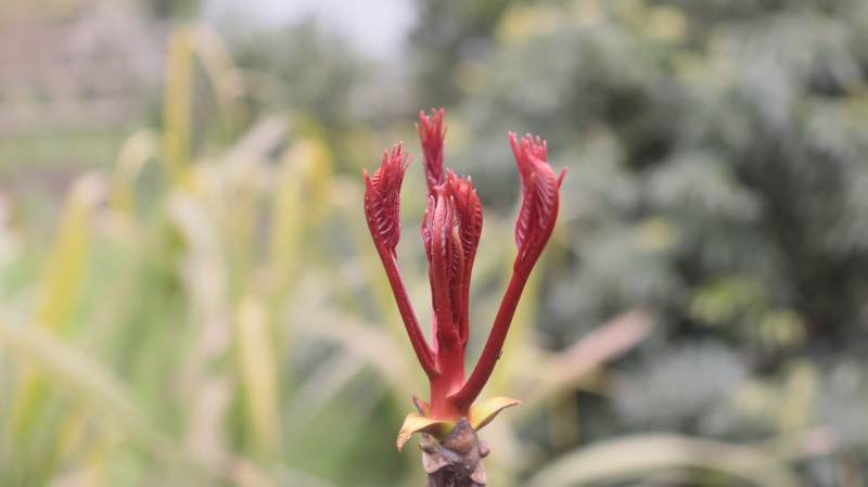 红芽初绽 春意萌动图片