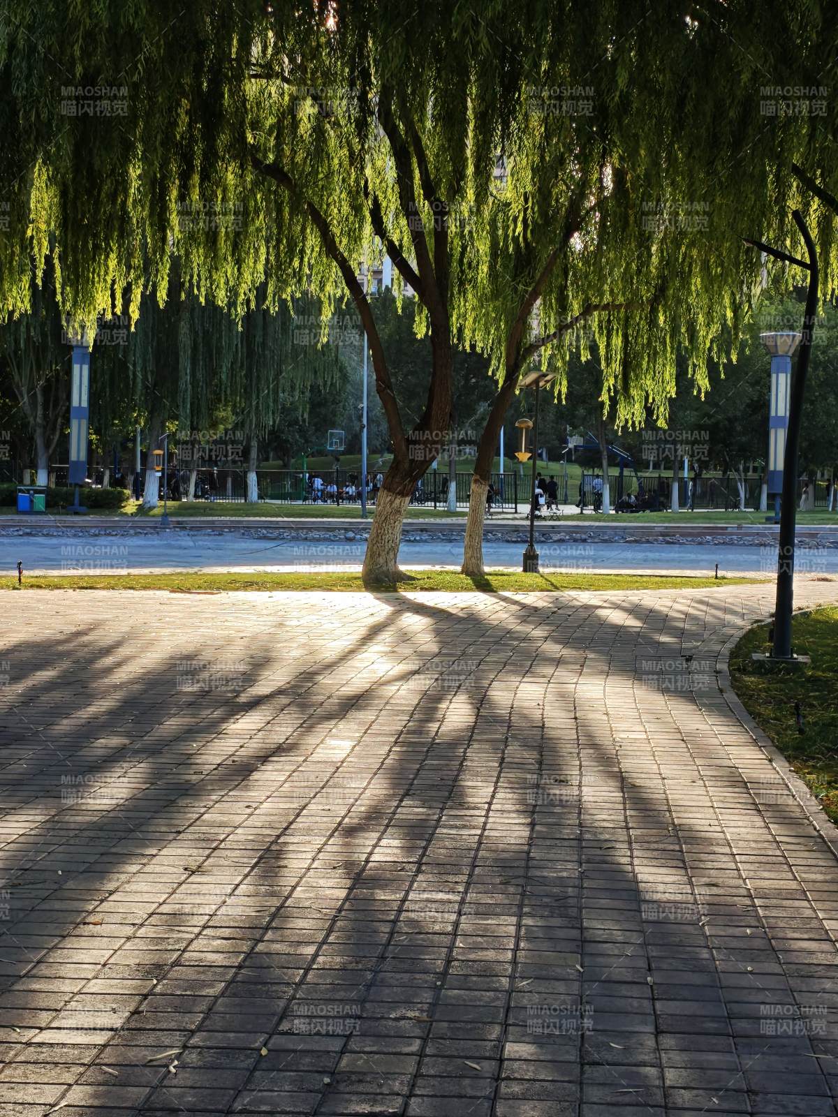 柳影婆娑 步道静美图片