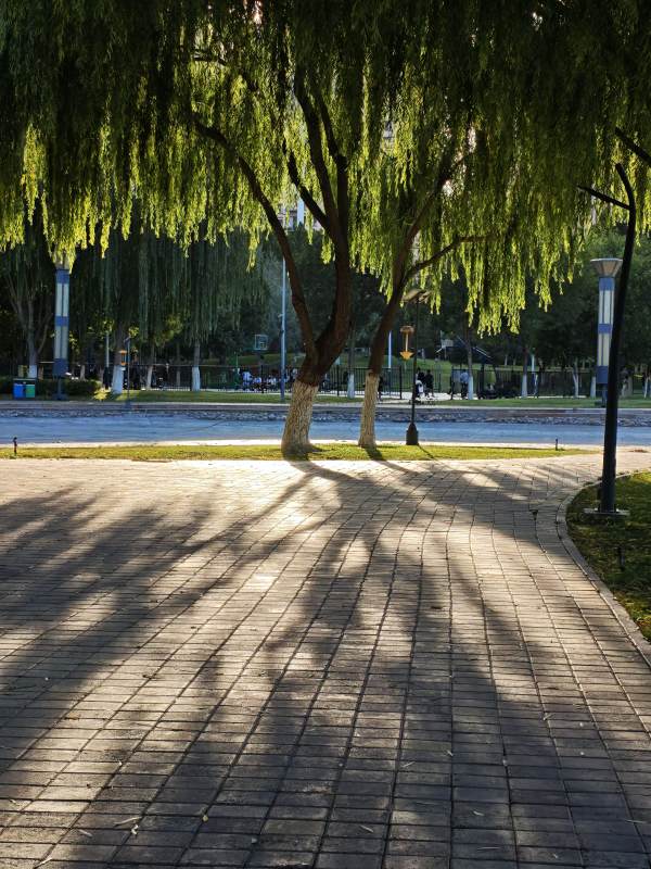 柳影婆娑 步道静美图片