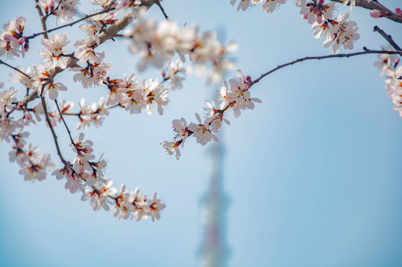 春花桃花映蓝天枝头绽芬芳图片
