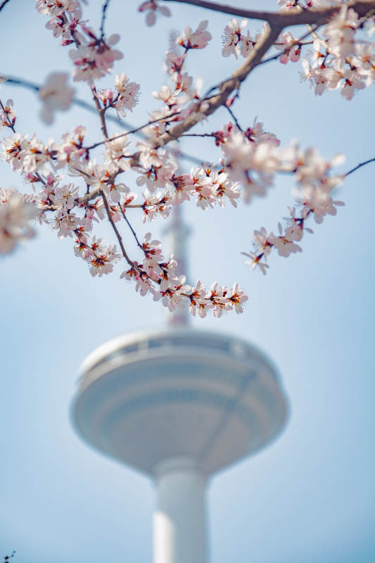 樱花映塔 春意盎然图片