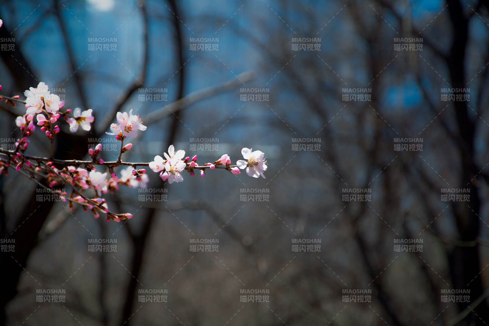 枝头初绽 春意悄然来图片
