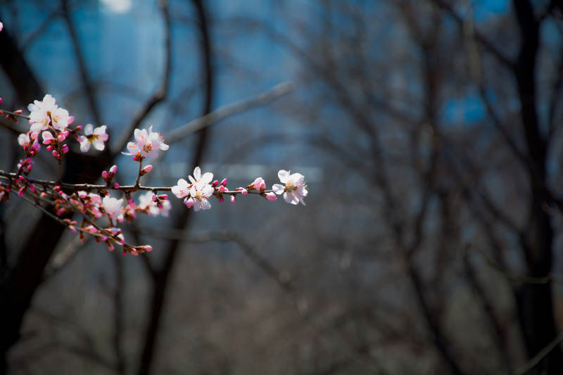 枝头初绽 春意悄然来图片