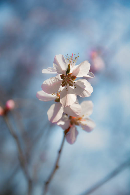 春花绽放 蓝天映衬美图片