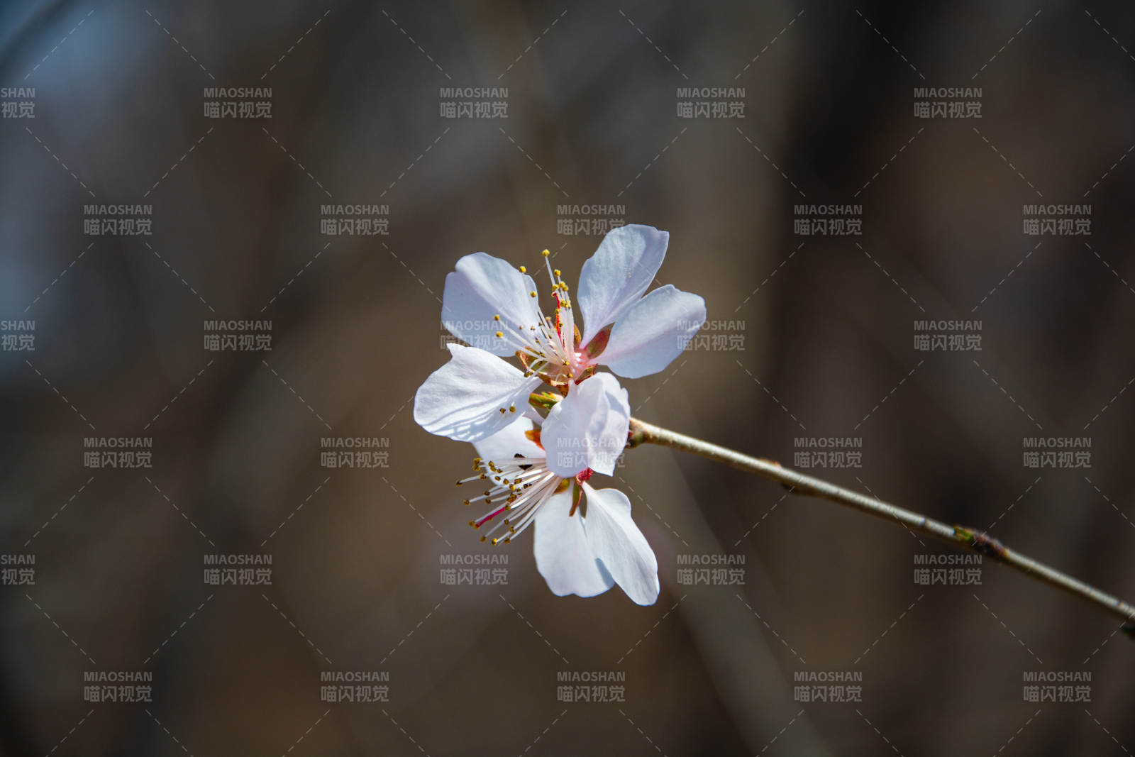 枝头初绽两朵花图片
