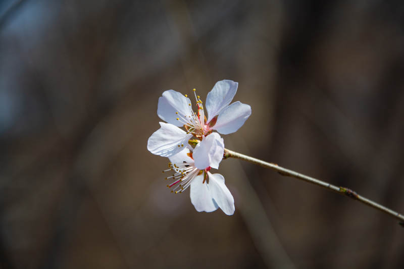 枝头初绽两朵花图片