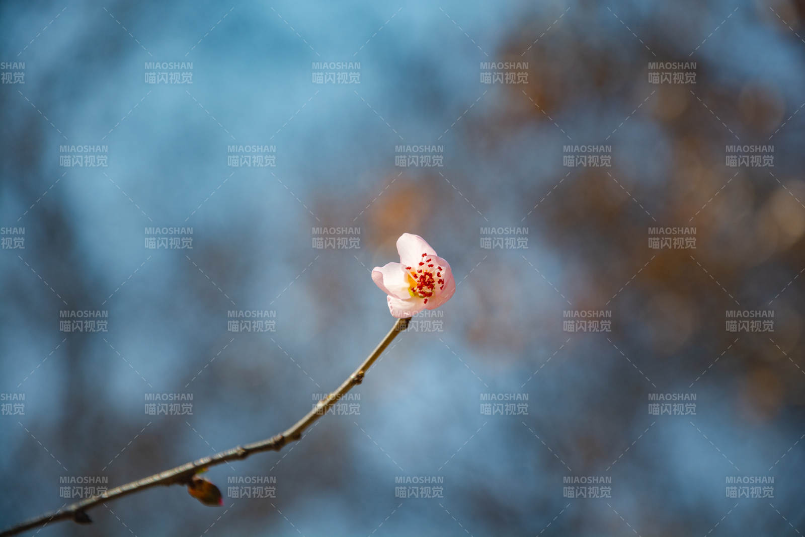 枝头初绽一点红图片