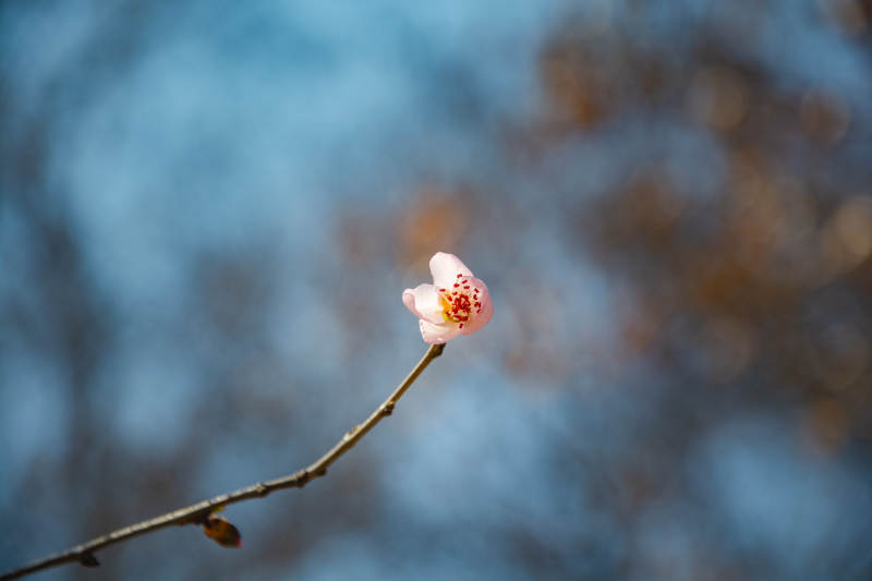枝头初绽一点红图片