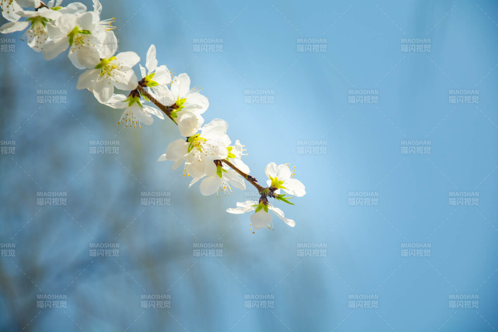 春花枝头绽 蓝天映洁白图片