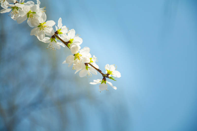 春花枝头绽 蓝天映洁白图片