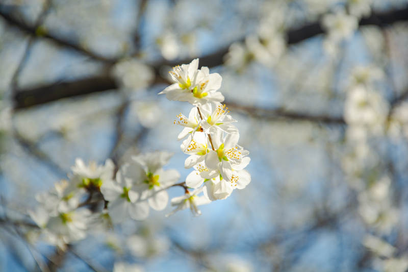 春日白花绽放枝头图片