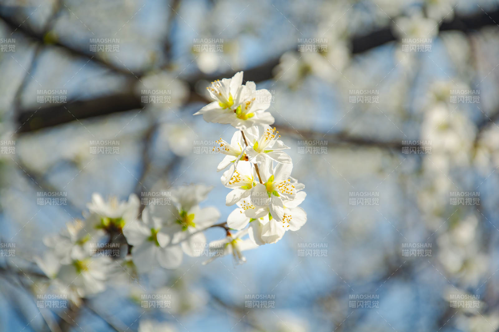 春日白花绽放枝头图片