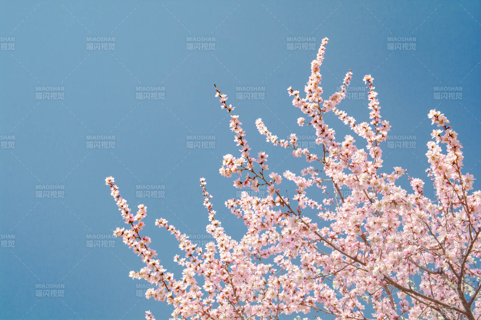 樱花绽放 蓝天映衬美如画图片