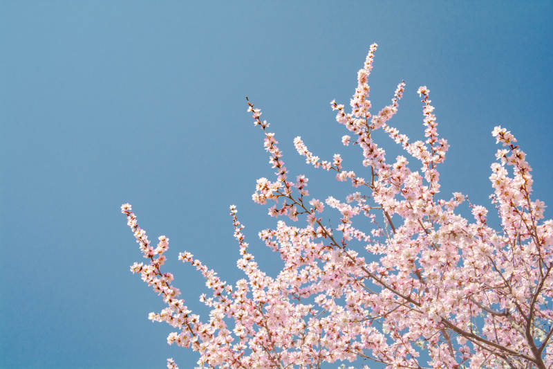 樱花绽放 蓝天映衬美如画图片