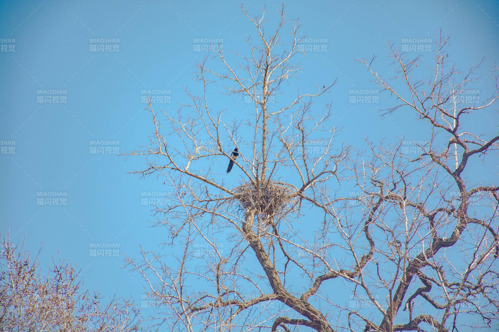 枯树鸟巢 孤鸟望天图片