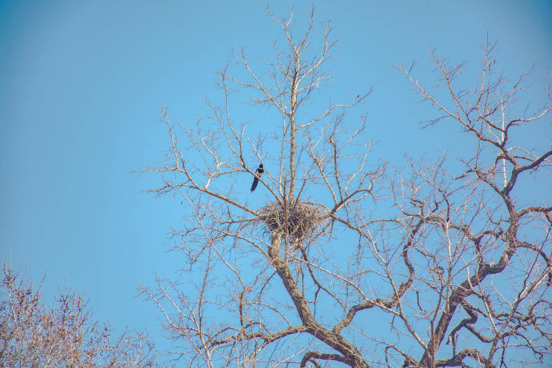 枯树鸟巢 孤鸟望天图片