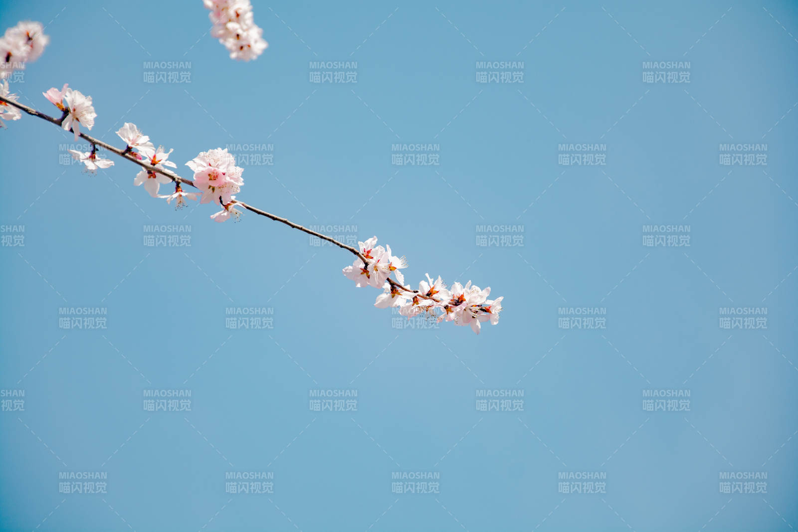 樱花枝头映蓝天图片