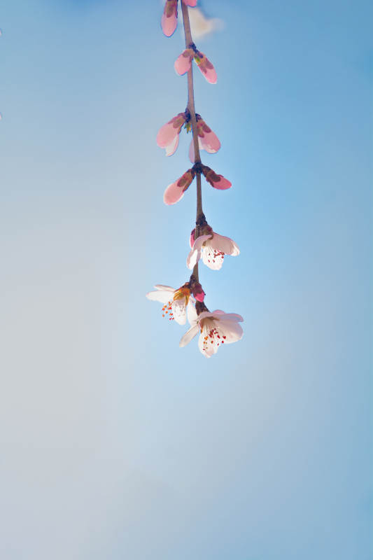 春花垂枝映蓝天图片