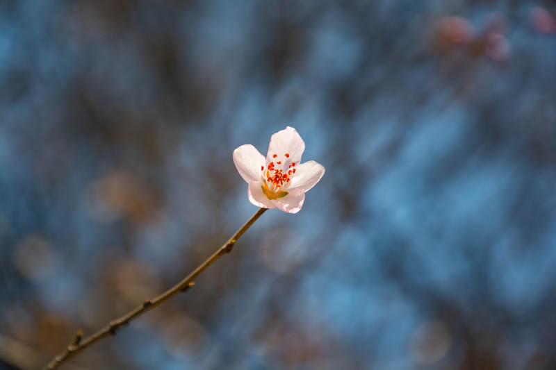孤枝绽粉梅 蓝调映春晖图片