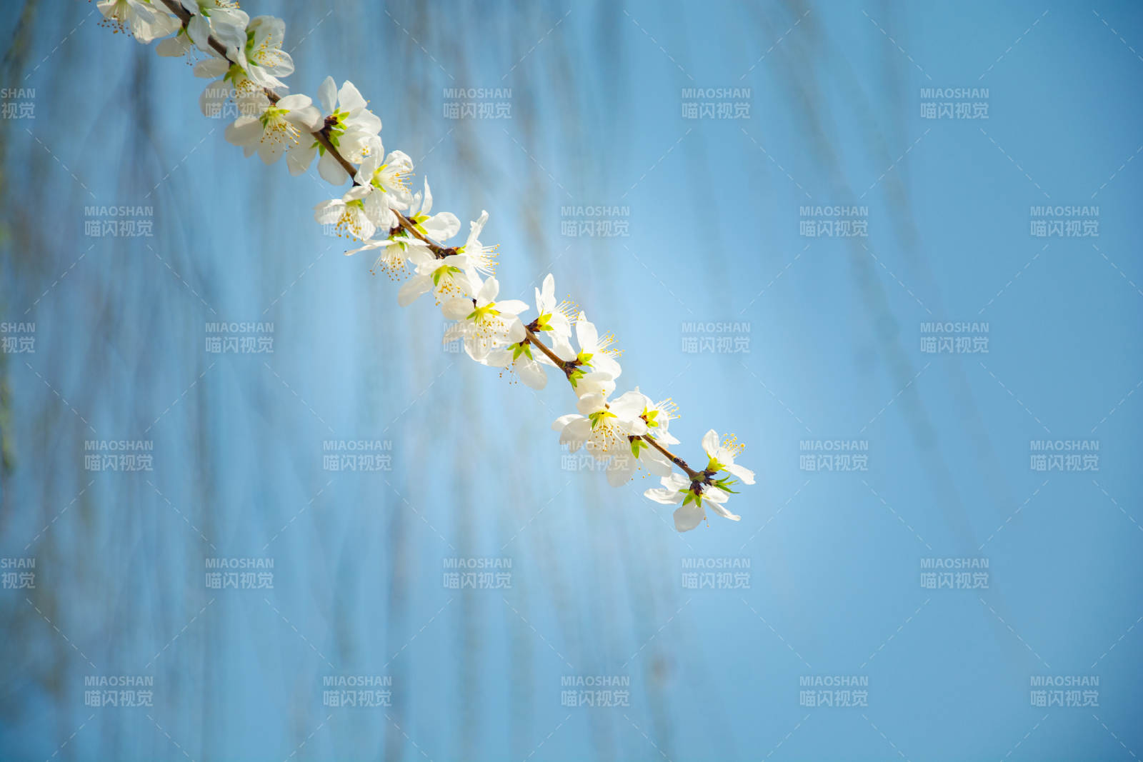 春花缀枝 蓝天为幕图片