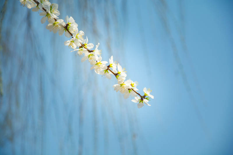 春花缀枝 蓝天为幕图片