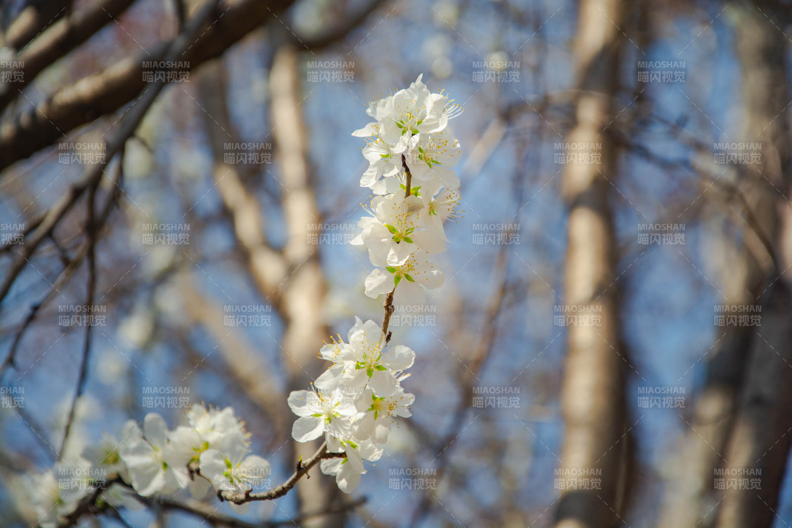 春日白花映蓝天图片