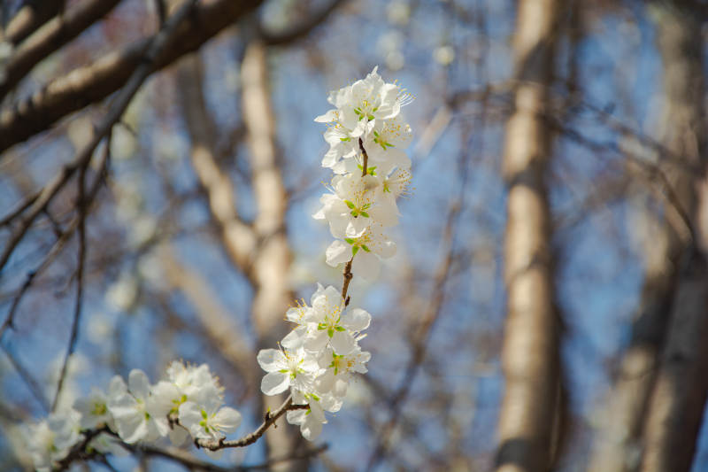 春日白花映蓝天图片