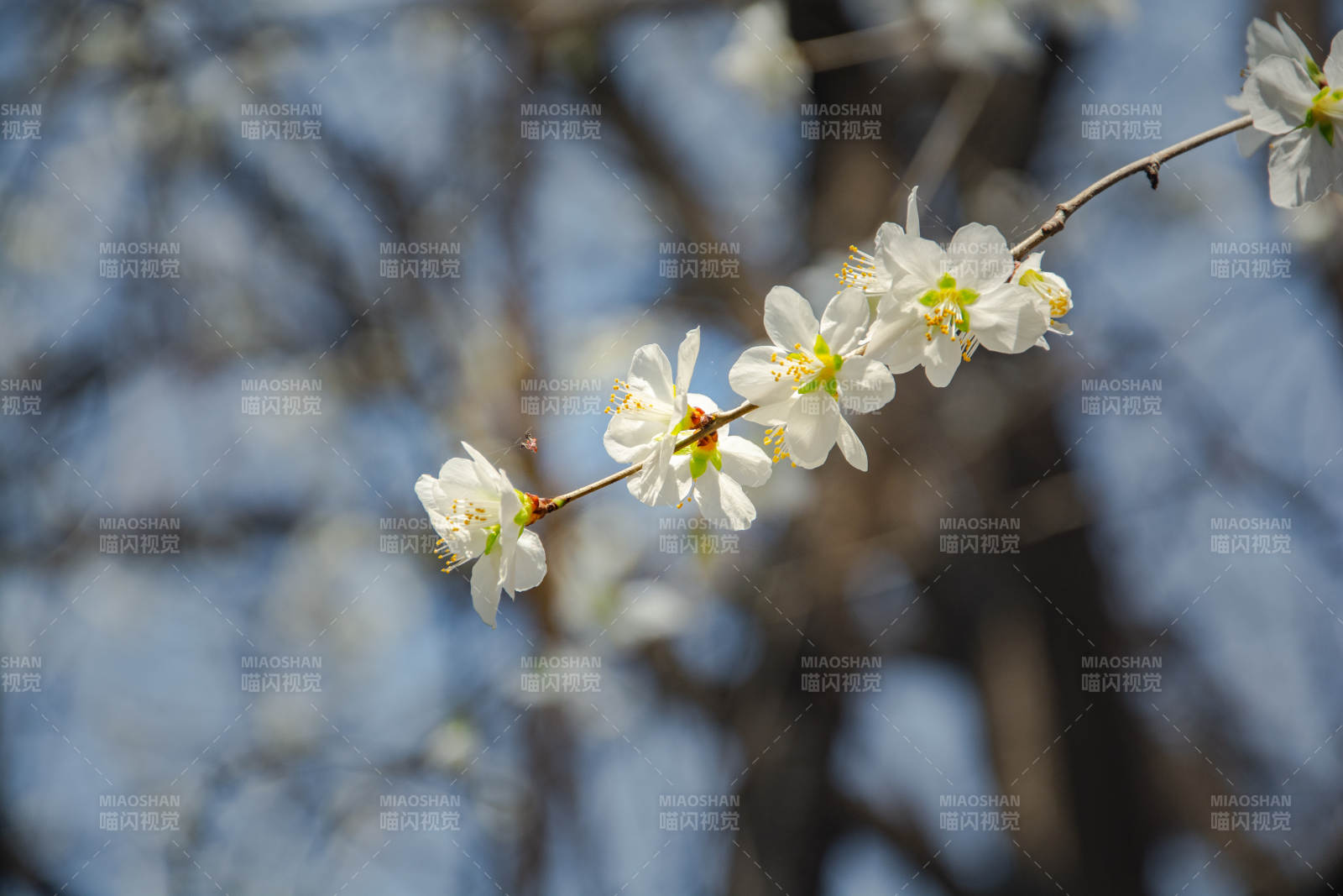春花绽放 枝头雪白如雪图片