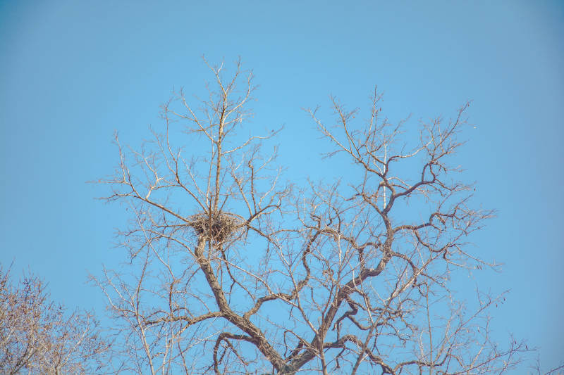 枯树鸟巢映蓝天图片